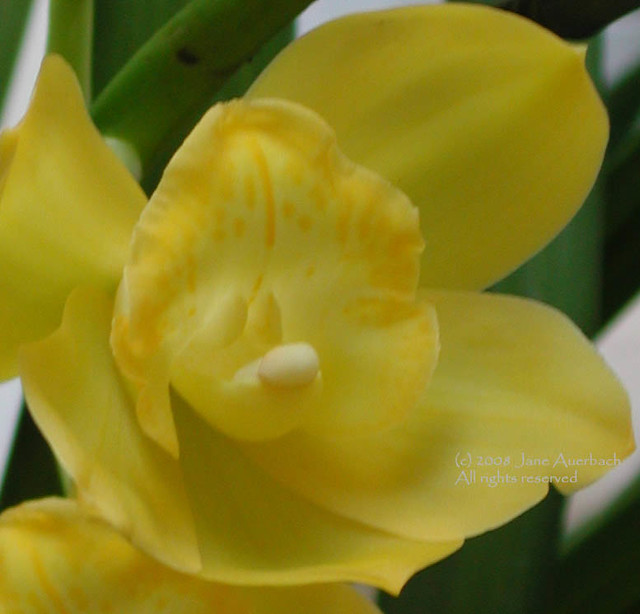 Goofy in yellow (Cymbidium orchid)