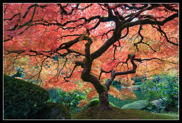jap_garden_maple_tree