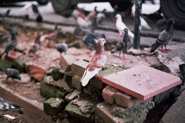 Klang Little India : Pigeons