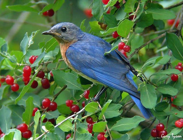 Bluebirds Like Berries, Too