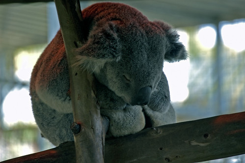 Sleeping Koala | by super-structure