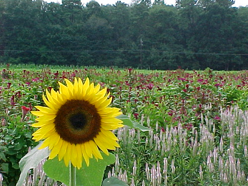 summer flower nature farm ali sunflower patty milmay bertuzzismarket