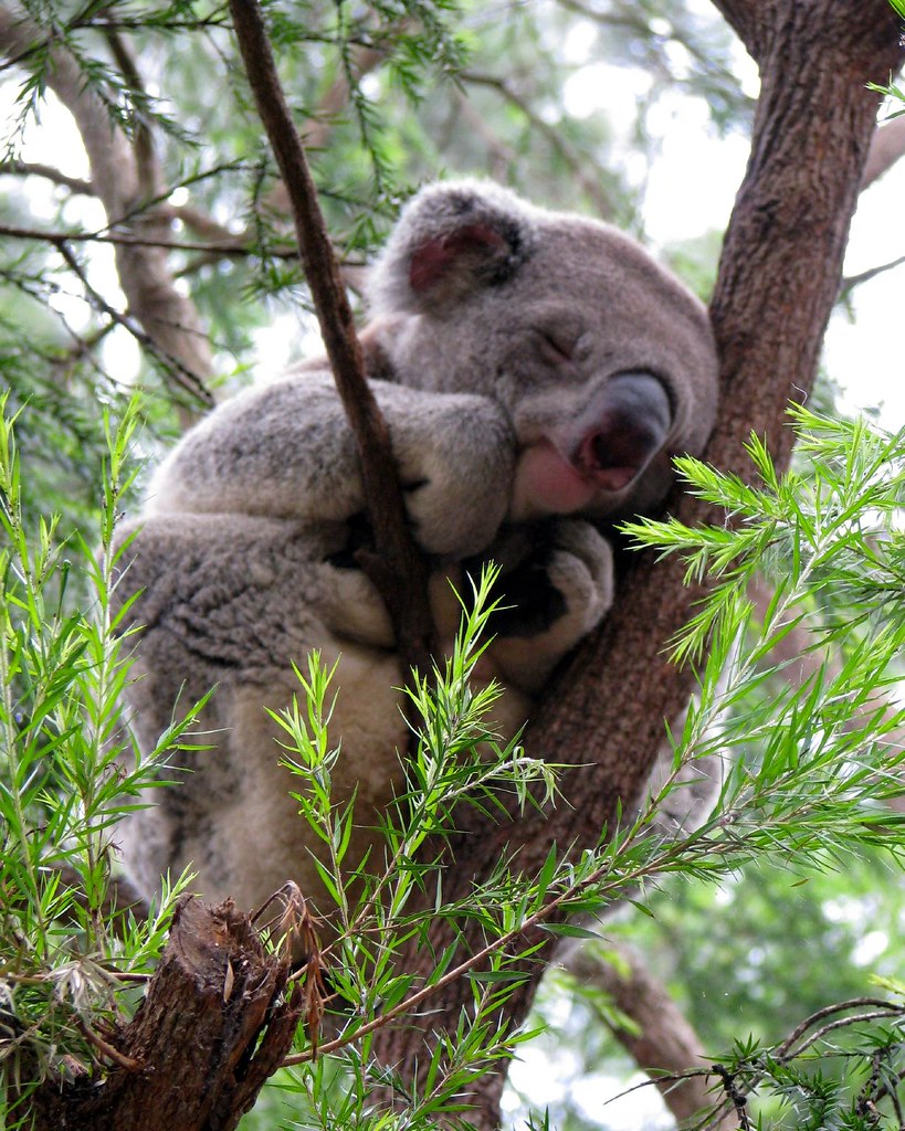 Макака коалу. Коала. Сонная коала. Коала фото. Коала на дереве.