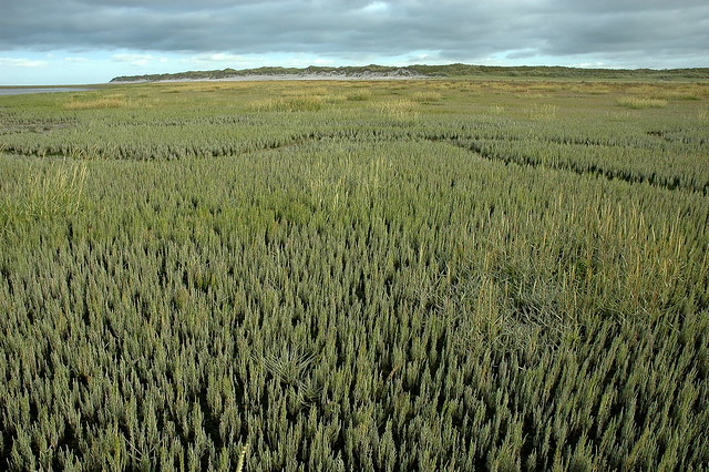 Salicornia field