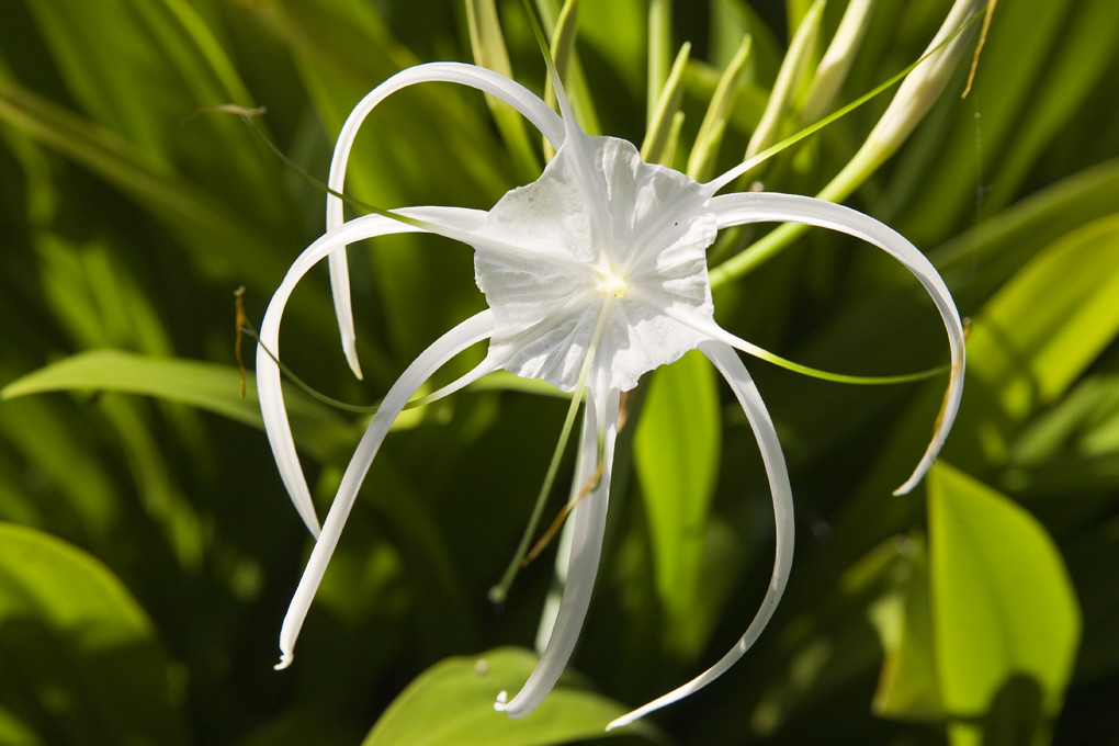 flower (Sepilok - Borneo Malaysia) | flower - Camera : Canon… | Flickr