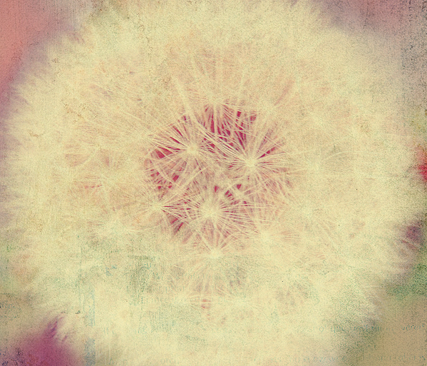 Little dandelion... by Rainbow Sherbert - { Juli }