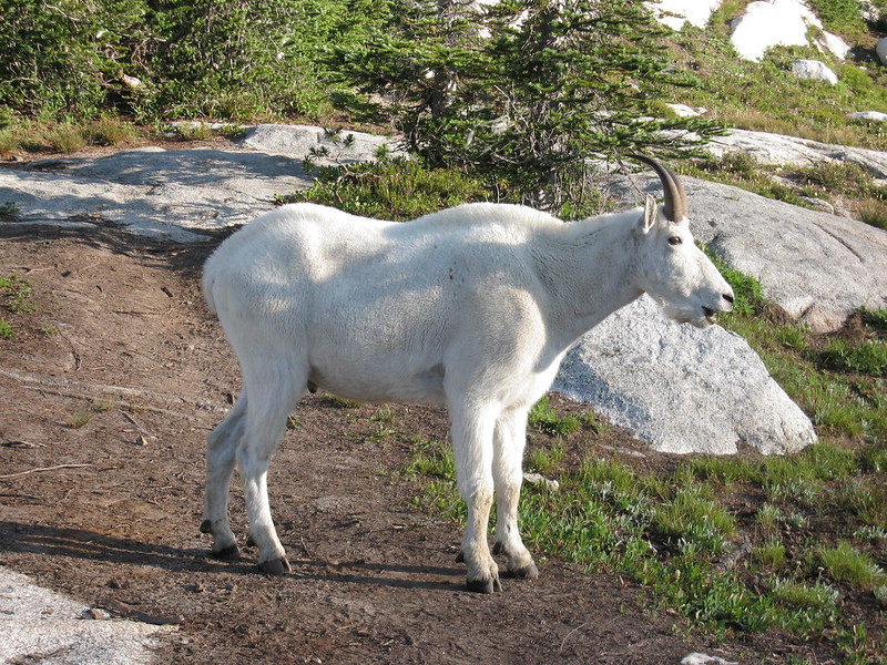 Male Mt. Goat