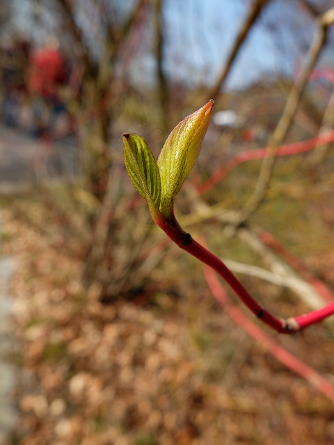 Grün und Rot im Frühling - Red and Green of Spring