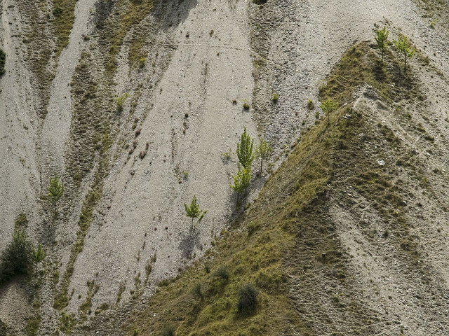 Young trees on scree
