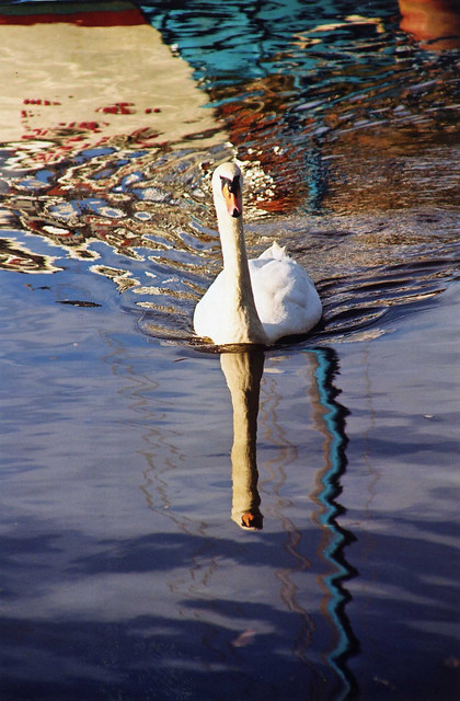 Mute Swan, Cygnus olor, with Boat Reflection