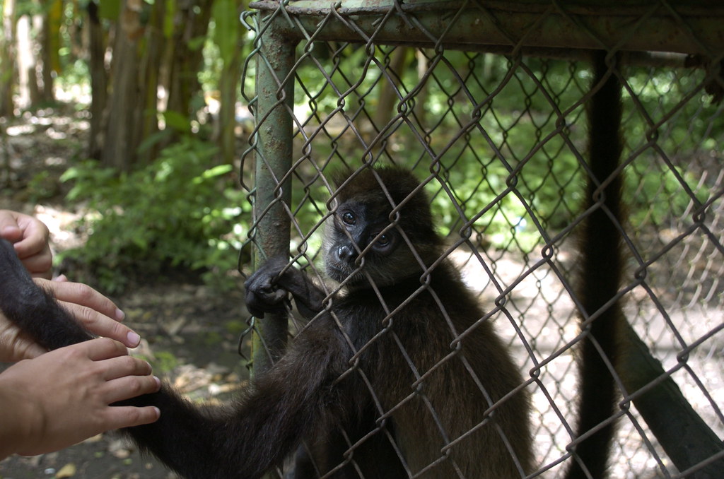 Spider Monkey in a cage, We were told that this monkey is …
