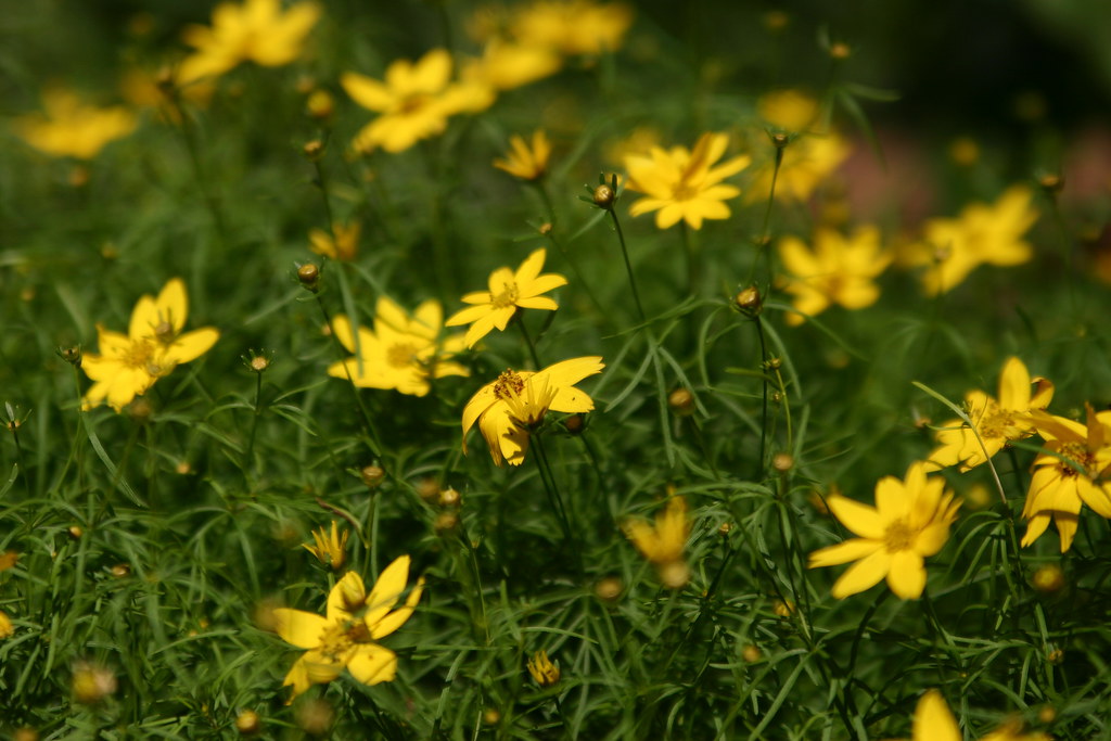 Yellow Coreopsis | Shelly | Flickr