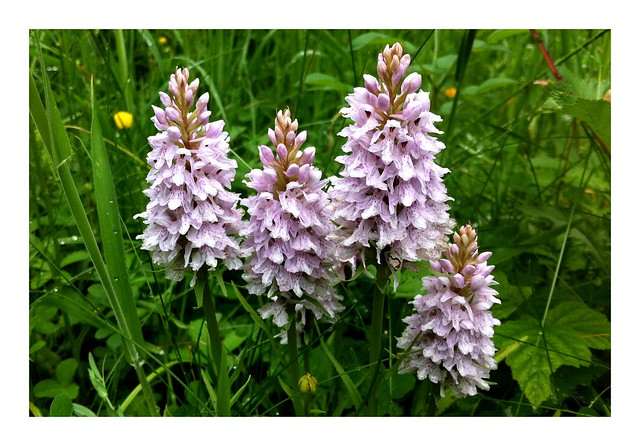 Common spotted-orchid (4)