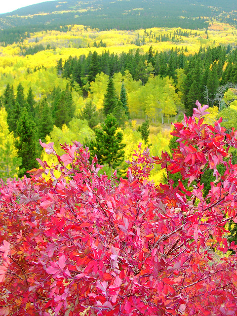 DSCN6132  colorado mountain high autumn