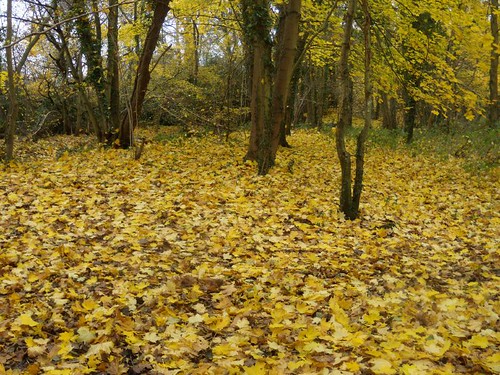 Yellow leaves Guildford Circular via Chantries Hill