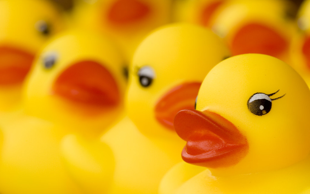 Wallpaper ID 9470  rubber duck duck toy puddle water 4k free download