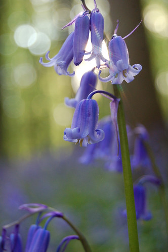bluebells, | delly | Flickr