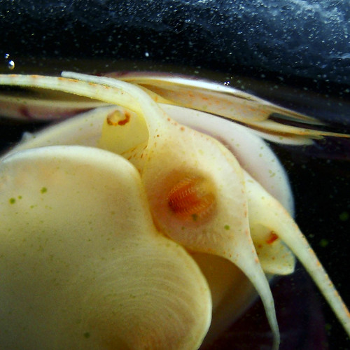 Snail Rasping Raspy tongue | This snail is rasping away at the side of the… | Flickr