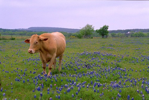 flower film geotagged cow texas bluebonnet wildflowers bluebonnets lupine marblefalls filmscan stateflower texaswildflowers texashillcountry lupinustexensis texasstateflower burnetcounty geo:lat=30619847 geo:lon=98266287
