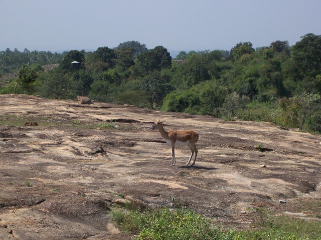Singleton Deer