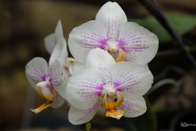 orchids-5