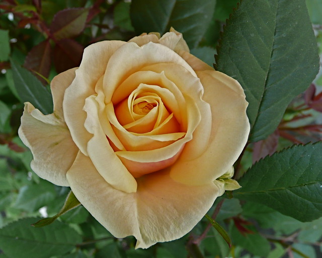 Mother's Day Rose, Muttertag's Rose, Festa della Mamma