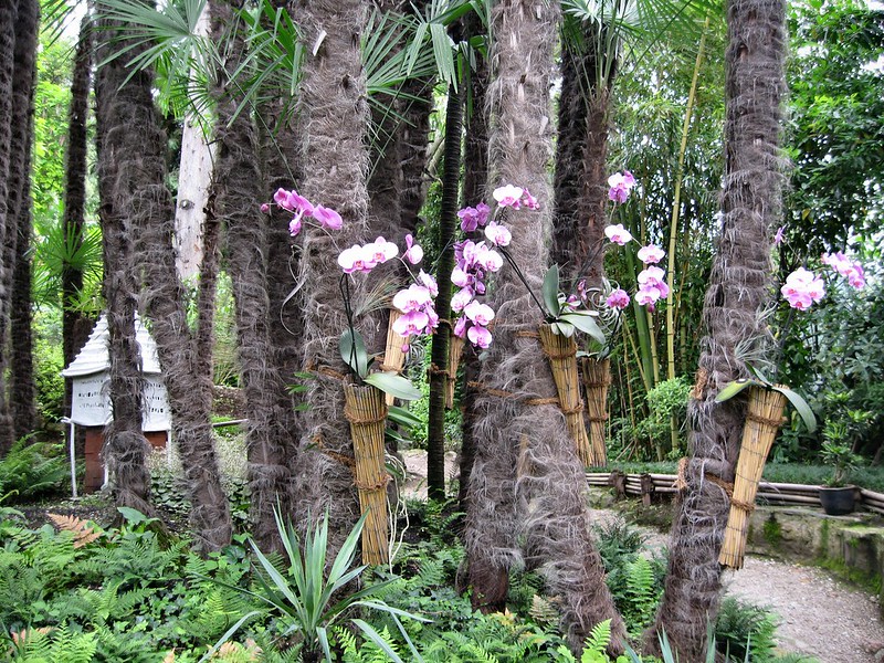 Orchids in palm trees
