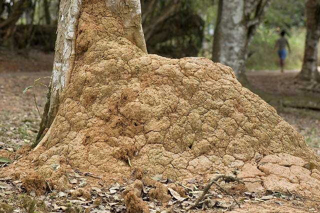 Termite's nest on tree