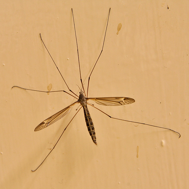 Cranefly in the Kitchen