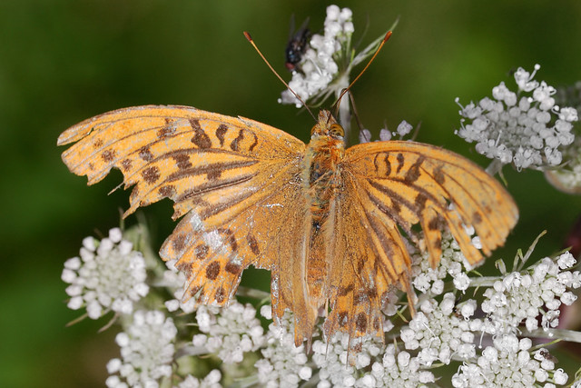 Weather worn male silver washed fritillary