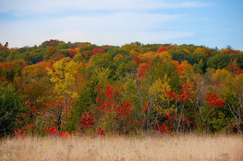 explored fall autumn colour color leaves cans2s nikon d40 ontario canada landscape