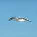 Flickr photo 'Larus argentatus (Herring Gull)' by: Arthur Chapman.