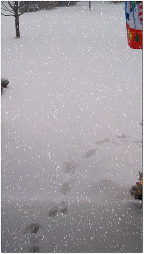 Dog Tracks | by KT of Lake Orion