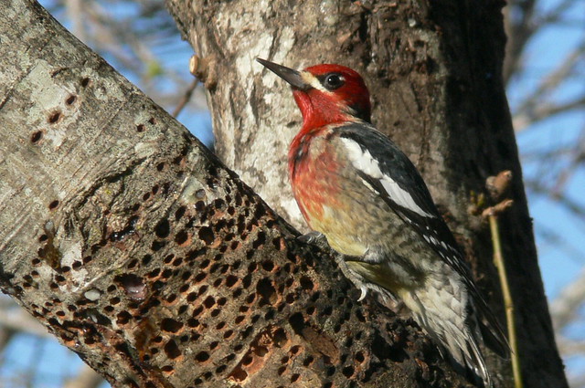 Red-Breasted Sapsucker