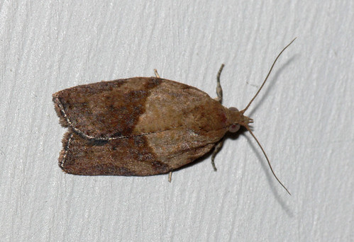 Light brown apple moth (Epiphyas postvittana) | About 1cm lo… | Flickr
