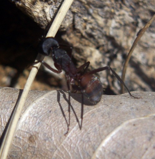 Camponotus cruentatus 2795811986_30fd20a5b0_o