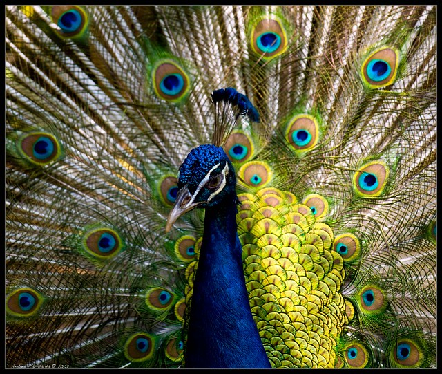 portrait of a peacock