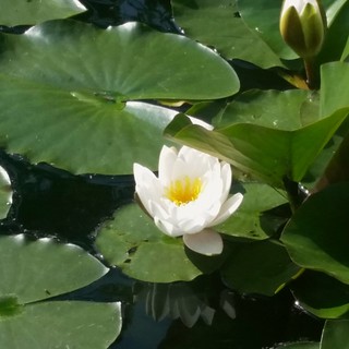 Water lilies are blooming | by canadianlookin