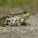 Flickr photo 'Northern Green Frog, Lithobates clamitans melanota (Rafinesque, 1820)' by: Misenus1.