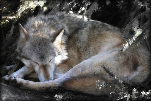 Winter Wolf | by lily_whitebear