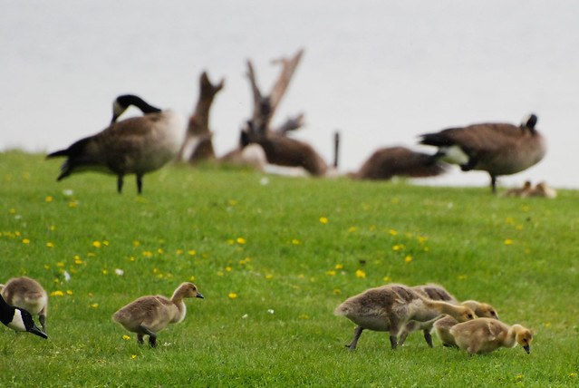 Springtime Goslings