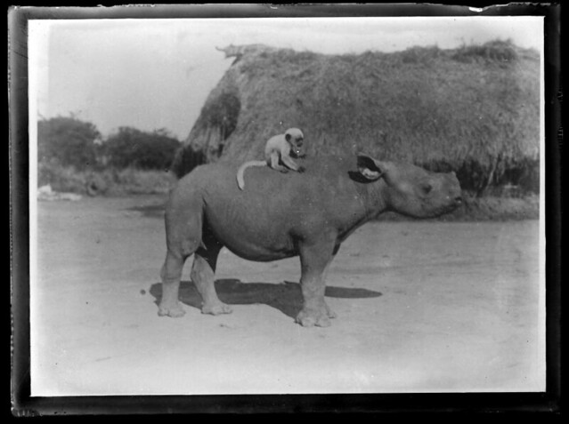 Sudan(?) Monkey riding a rhino