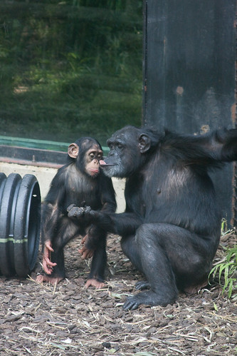 Jambo gets teased | by Evan Animals