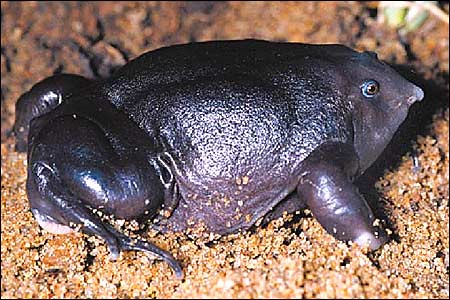 Pignose Frog