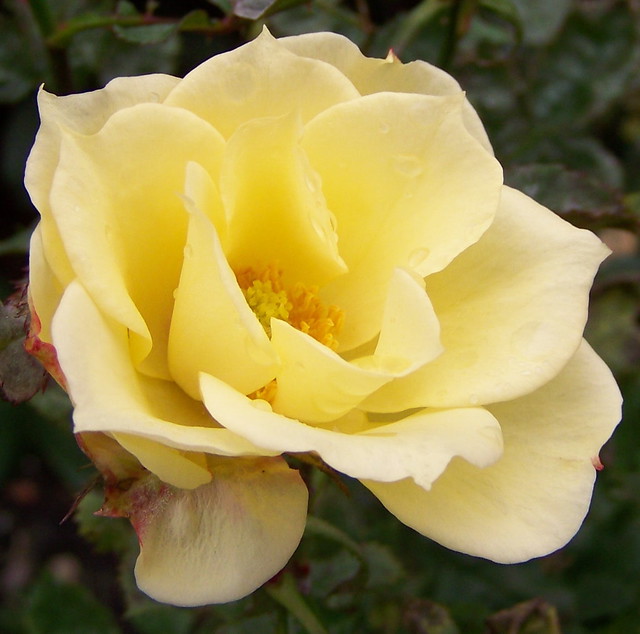portrait of a rose