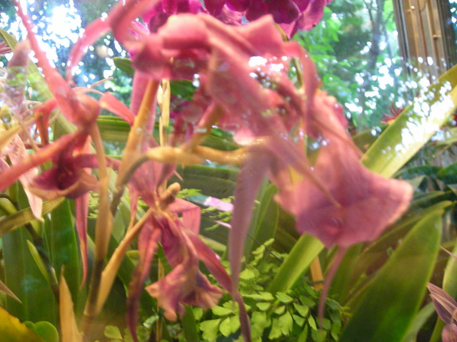 NYBG Orchids