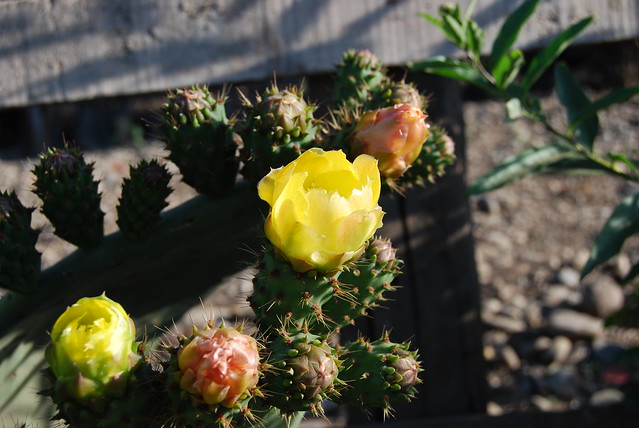 Flor de Cactus 2