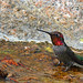 Flickr photo 'Anna's Hummingbird (male)' by: steveberardi.