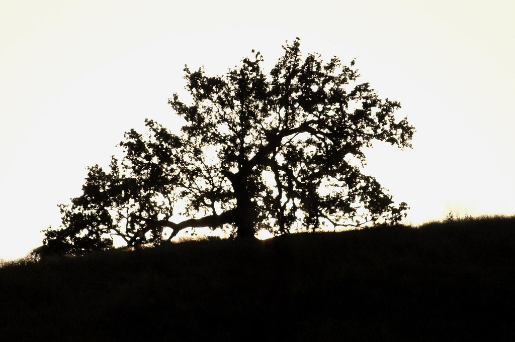 Las Virgenes Creek Trail