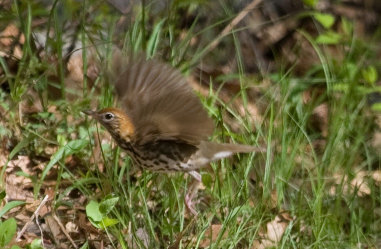 Flying Wood Thrush